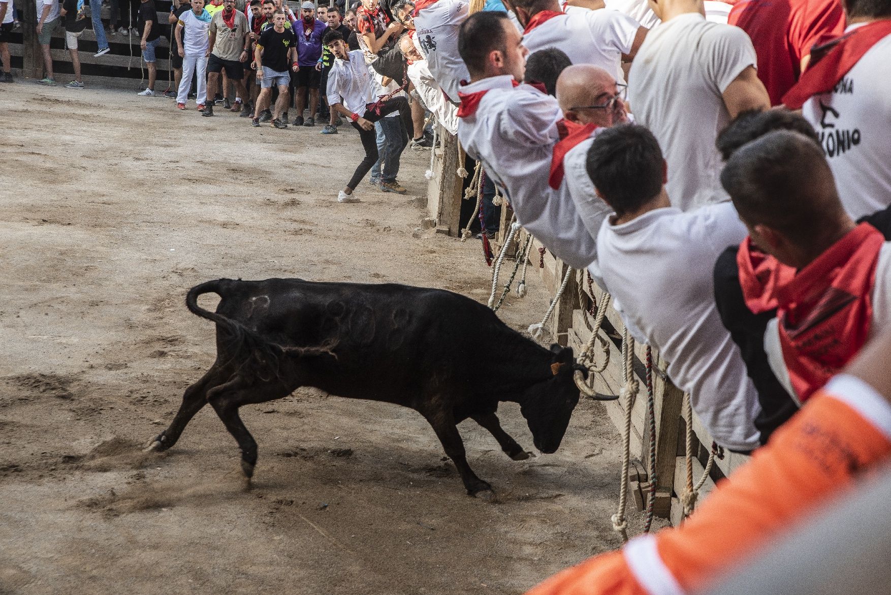 Corre de bous de Cardona