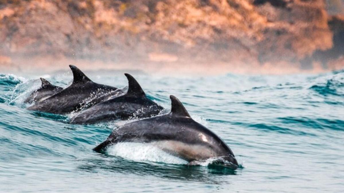 Los delfines trabajan en equipo