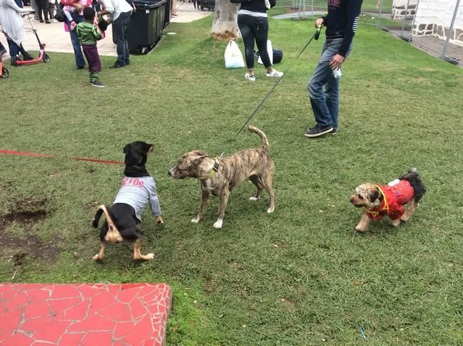 Carnaval de Las Palmas de Gran Canaria 2017: Carnaval Canino