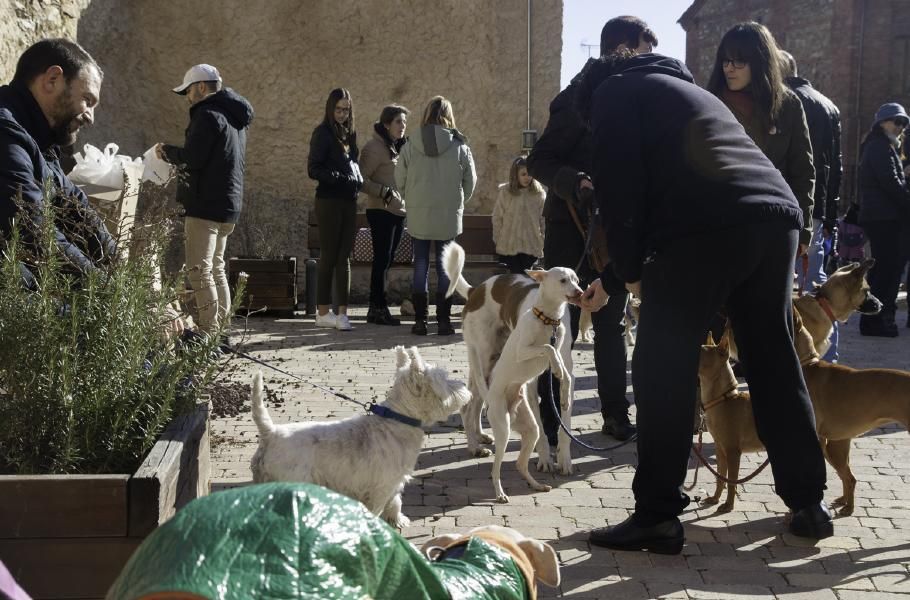 San Antón bendice a los animales en Benavente.