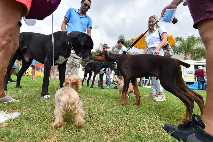 II Feria de mascotas, en Maspalomas