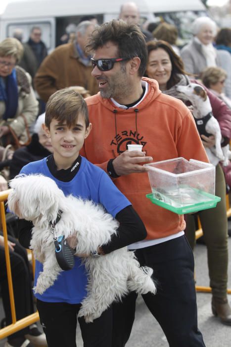 Benidición de animales en la Ermita de Vera y en la Punta