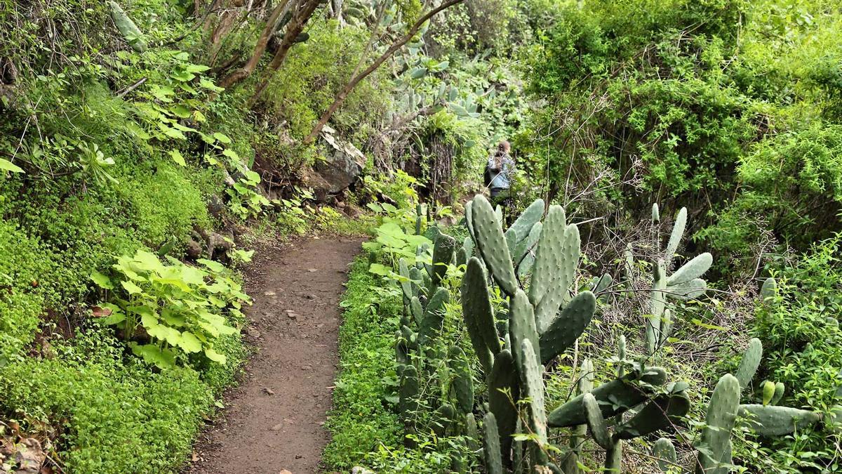 Los Tilos de Moya, naturaleza única en Gran Canaria