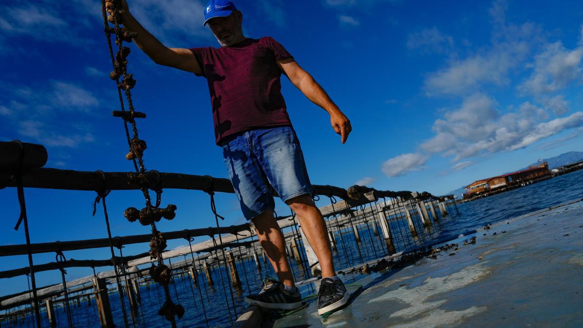 El cambio climático mata los mejillones del Delta del Ebro.