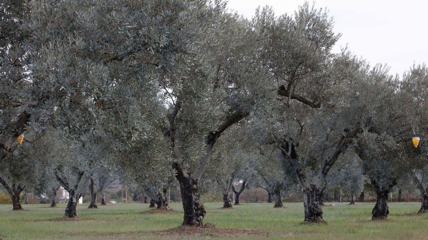 Oliveres a la finca de Can Rich. / J. A. Riera