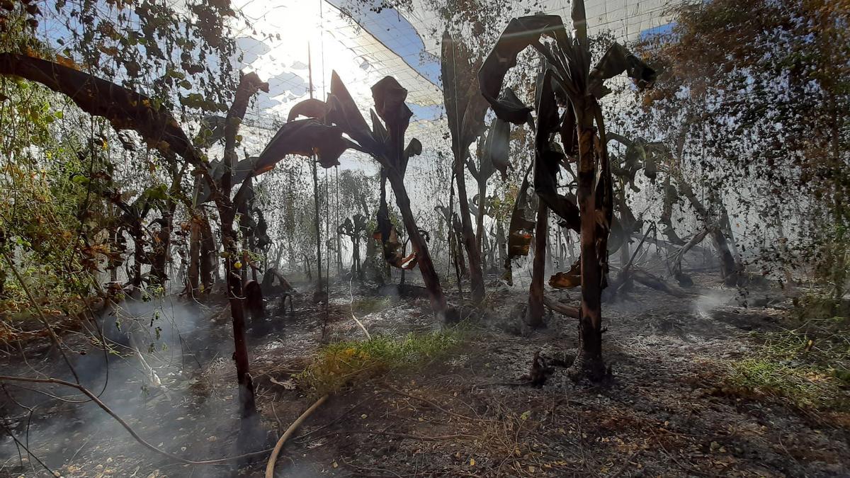 Los bomberos apagan el fuego en un finca de plátanos en Arucas