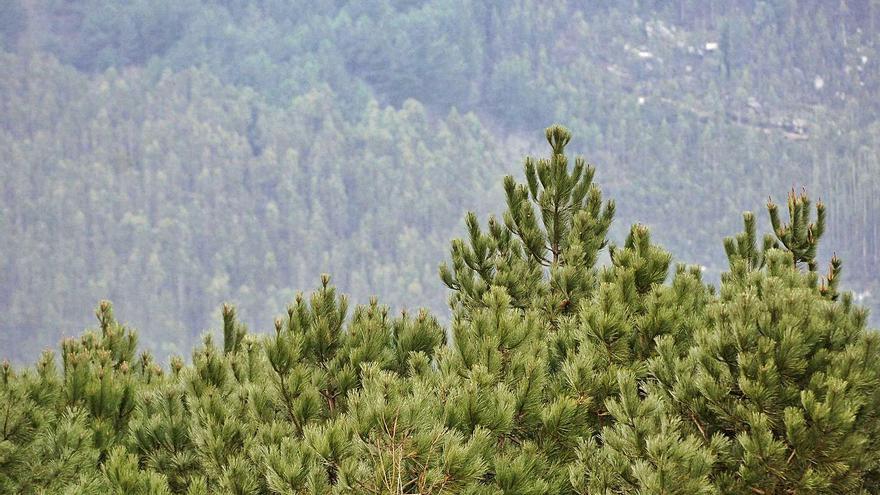 El pino desbanca al eucalipto como futuro producto estrella del sector de la madera - Vimarsana News