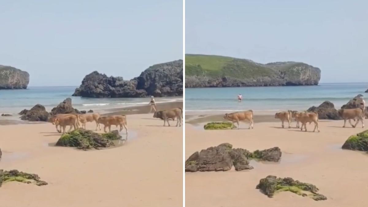 Las vacas van a la playa en Asturias: las insólitas imágenes de un grupo de "xatines" en la orilla de un arenal de Llanes en plena ola de calor