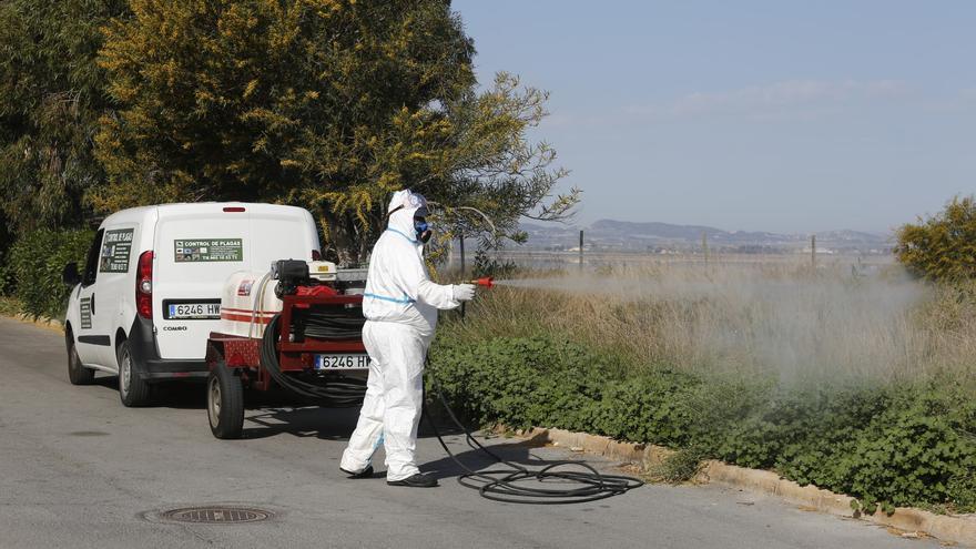 El mosquito ataca de nuevo en Torrevieja