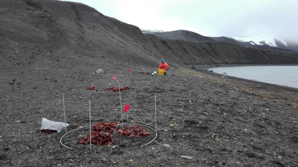 La ciencia viguesa ondea en la Antártida