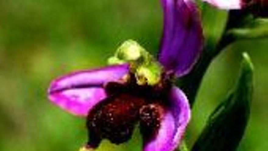 Kaerques denuncia el expolio de unas orquídeas silvestres