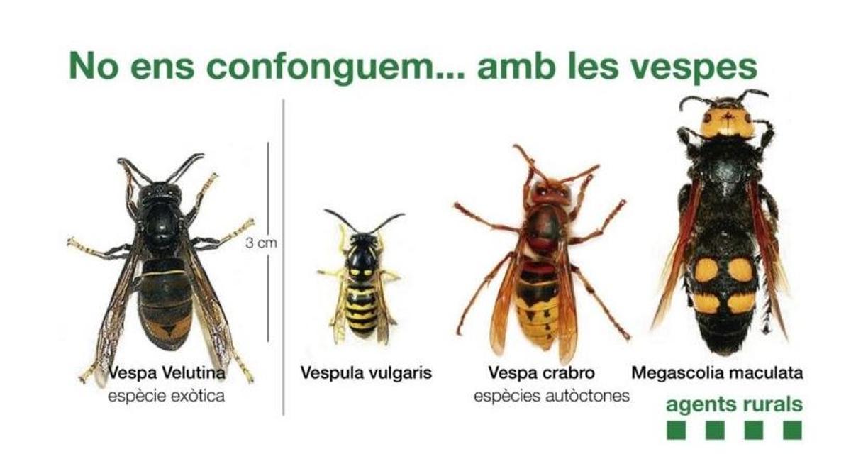 Diferents tipus de vespes