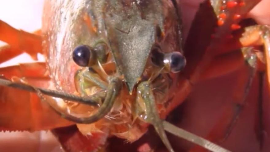 Primer plano de un cangrejo rojo (Procambarus clarkii)