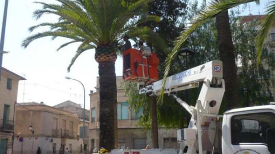 Técnicos municipales aplicando el tratamiento a las palmeras del parque Doctor Calatayud.