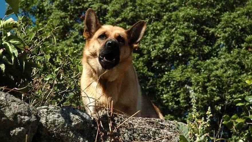 Un pastor vigila una casa con finca en la comarca de Pontevedra. // G. Santos