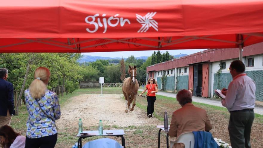 Todo lo que hay detrás del Hípico de Gijón: así se preparan los caballos en Las Mestas