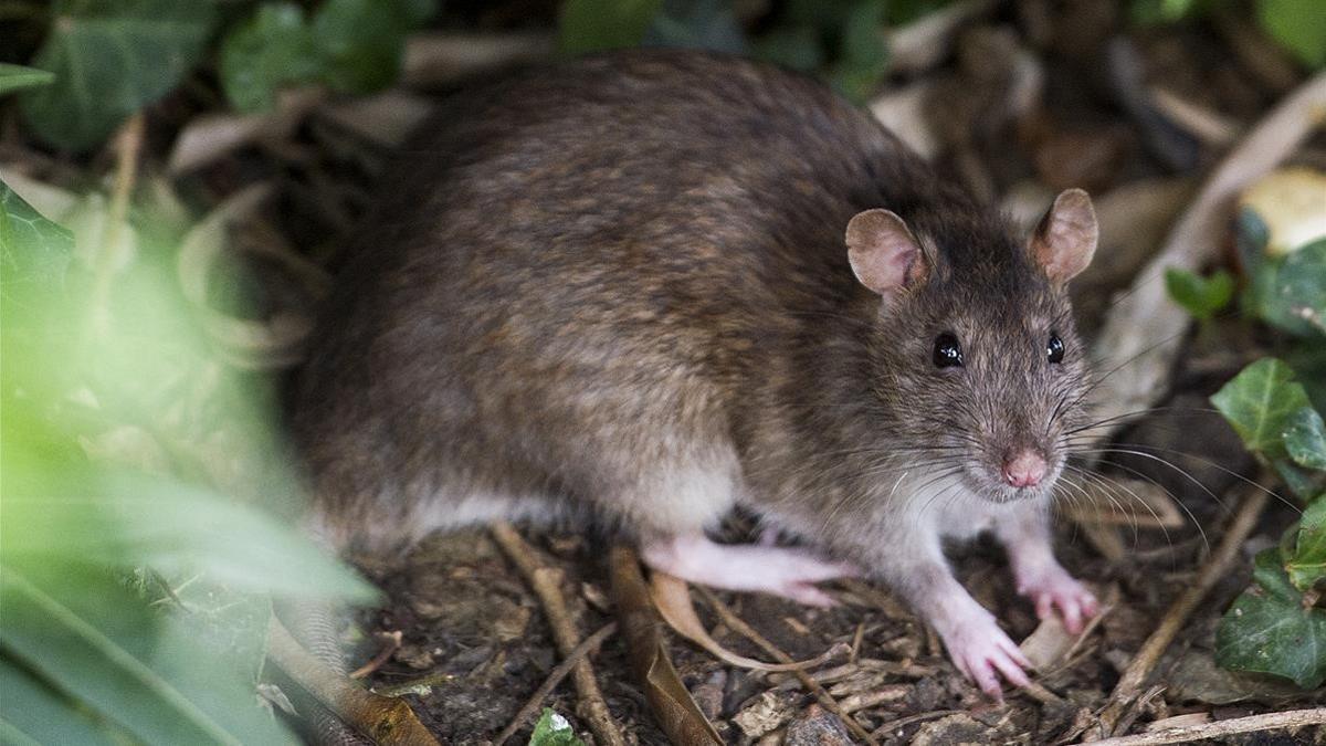 Ratas en Barcelona