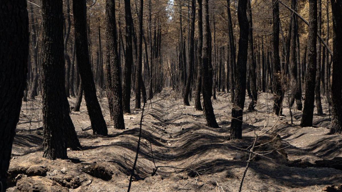 Paisaje arrasado tras el incendio de Losacio. | J. L. F.