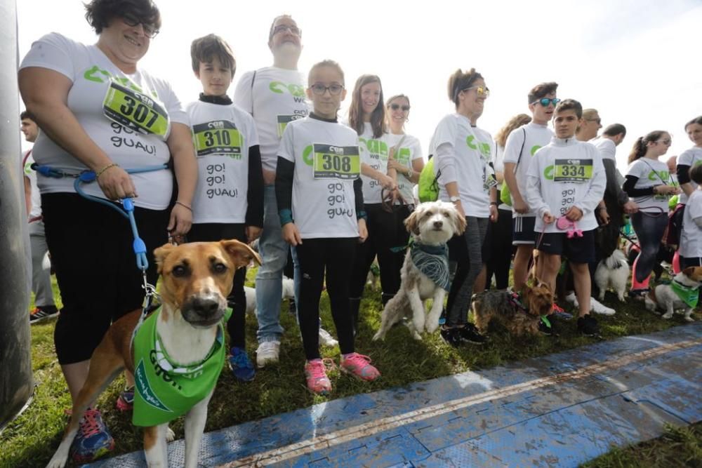 "Can We Run" reúne a más de 400 perros y corredores en el Parque Fluvial de Viesques, en Gijón.