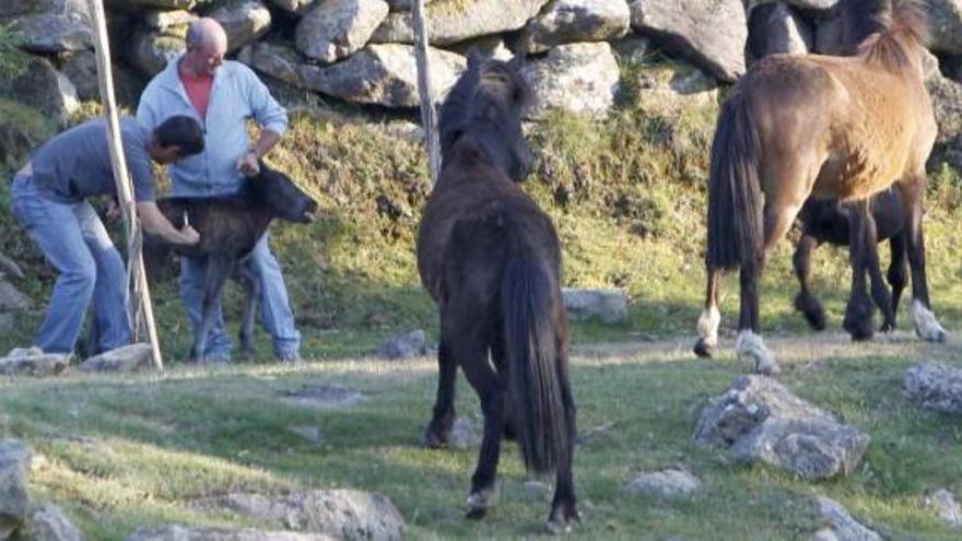 Domínguez y Cesáreo Comesaña, ganadero de Mougás, revisan un potro en A Groba.  // José Lores