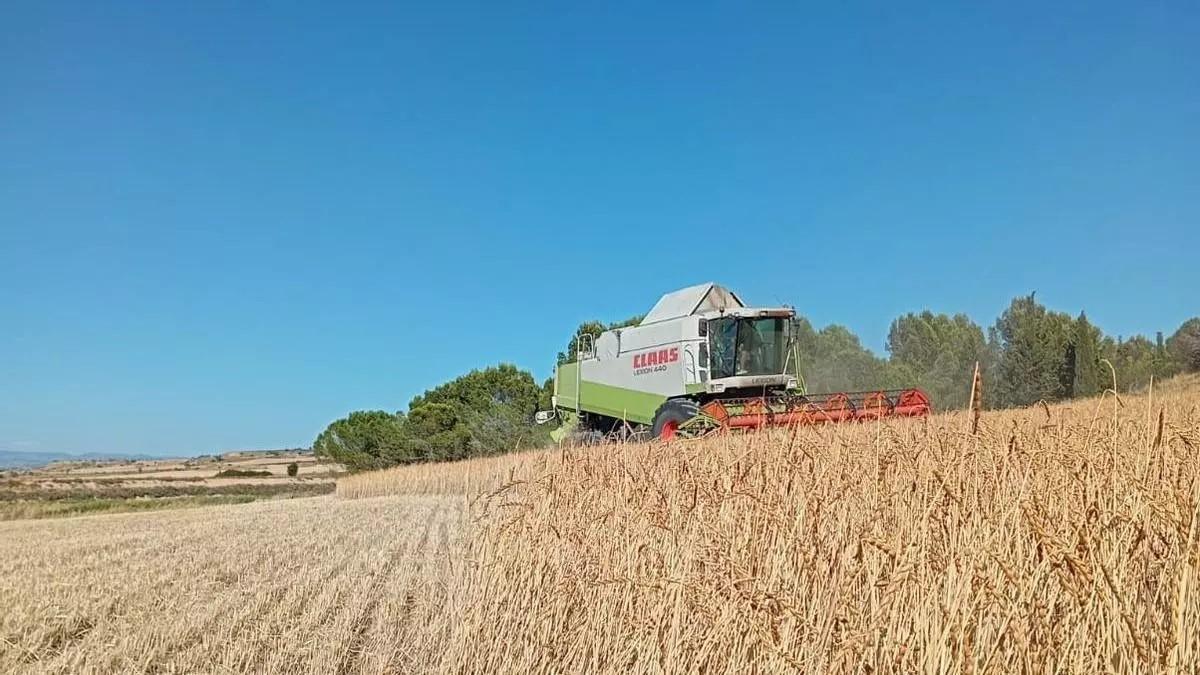 Una cosechadora trabaja un campo de espelta ecológica de las Cinco Villas durante este verano.