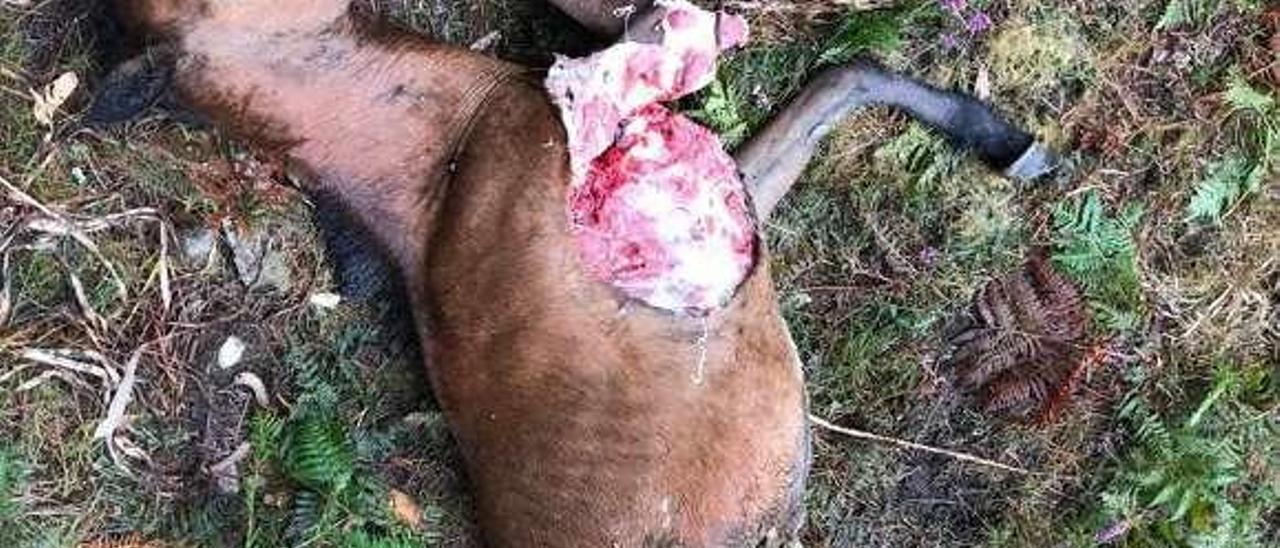 Imagen de las yeguas que fueron devoradas por el lobo en este último ataque en la cima del Castrove. // Cedidas