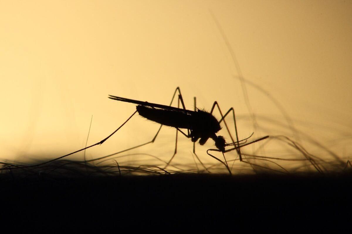 Lejos de erradicarse, la malaria continúa avanzando.