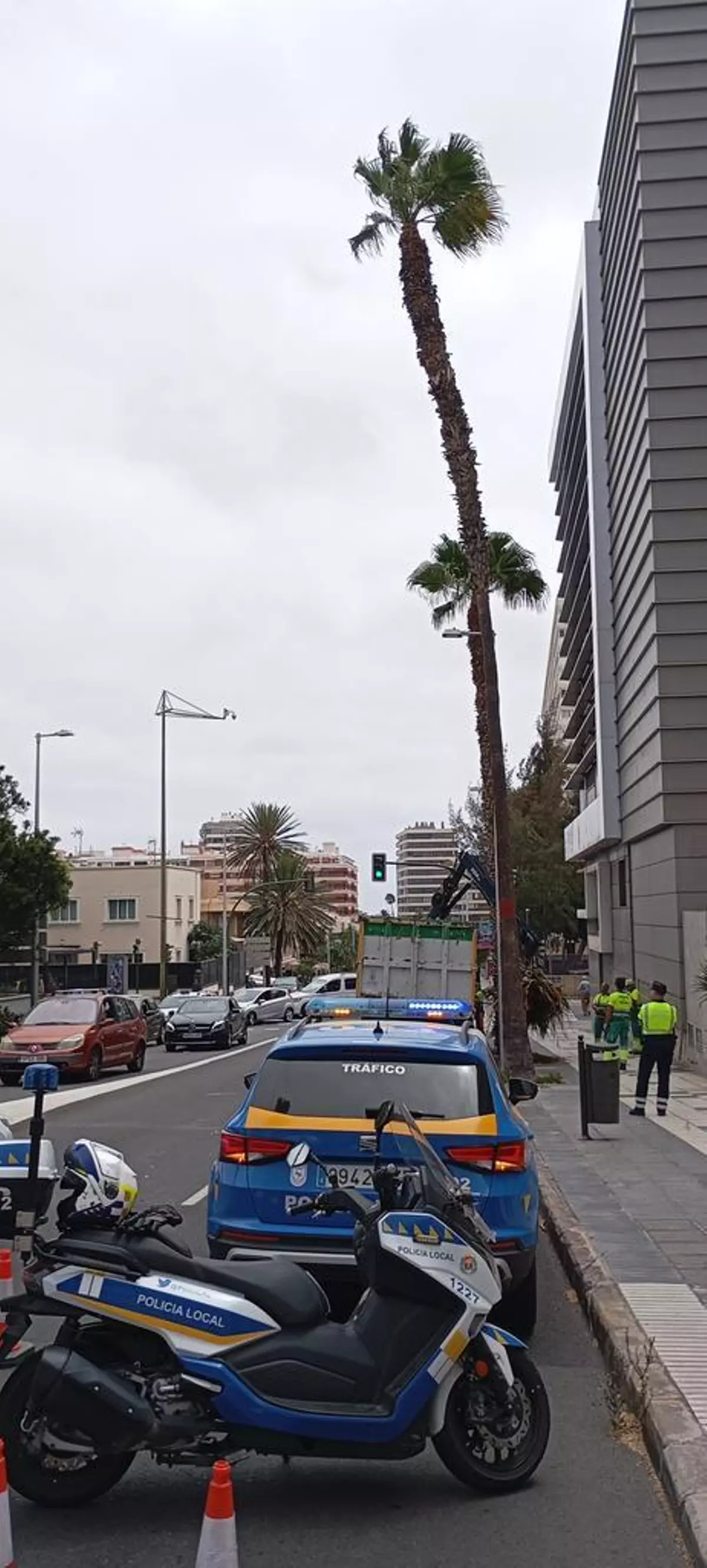 Cortes al tráfico en la Avenida Juan XXIII para intervenir una palmera