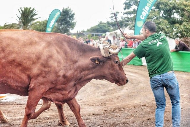 Feria de ganado y procesión por las Fiestas de San Benito en La Laguna, julio 2022