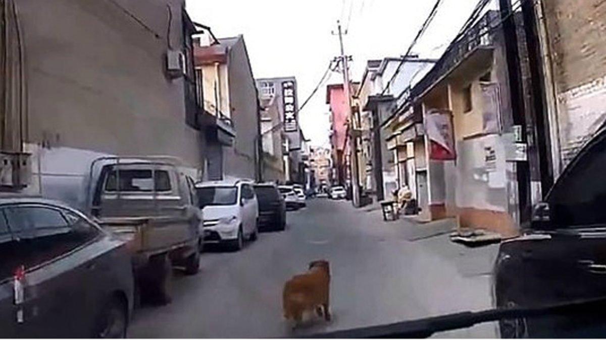 Momento en el que el perro guía a la ambulancia hasta su dueño, que yace en el suelo, en China