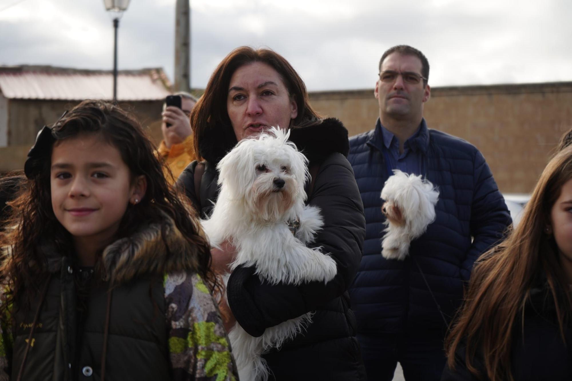 GALERÍA | Así celebran San Antón en Monfarracinos: quintas, animales y bendiciones