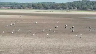 Ecologistas en acción denuncia que hay especies a punto de desaparecer de Doñana por la sequía
