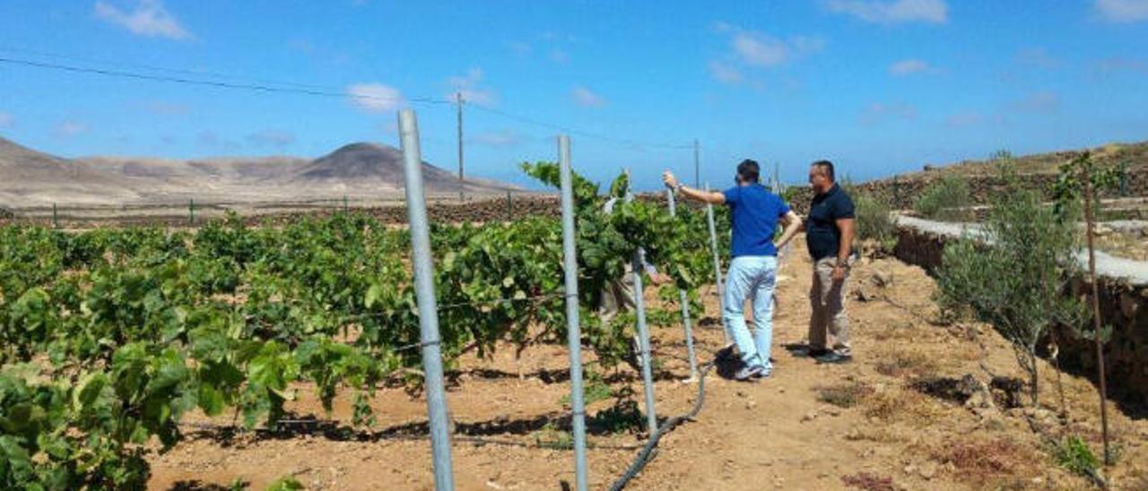 La finca de Bodegas Conatvs, primera DO de Canary Wine Fuerteventura.