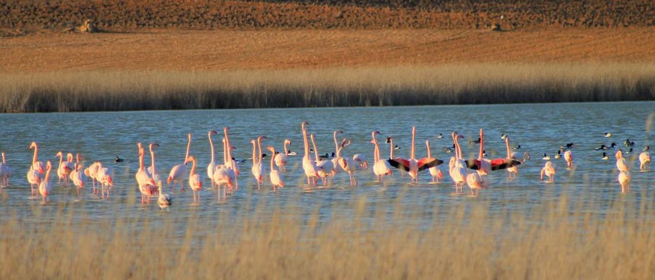 La laguna de la Redondilla forma parte de los Humedales de la Mancha.