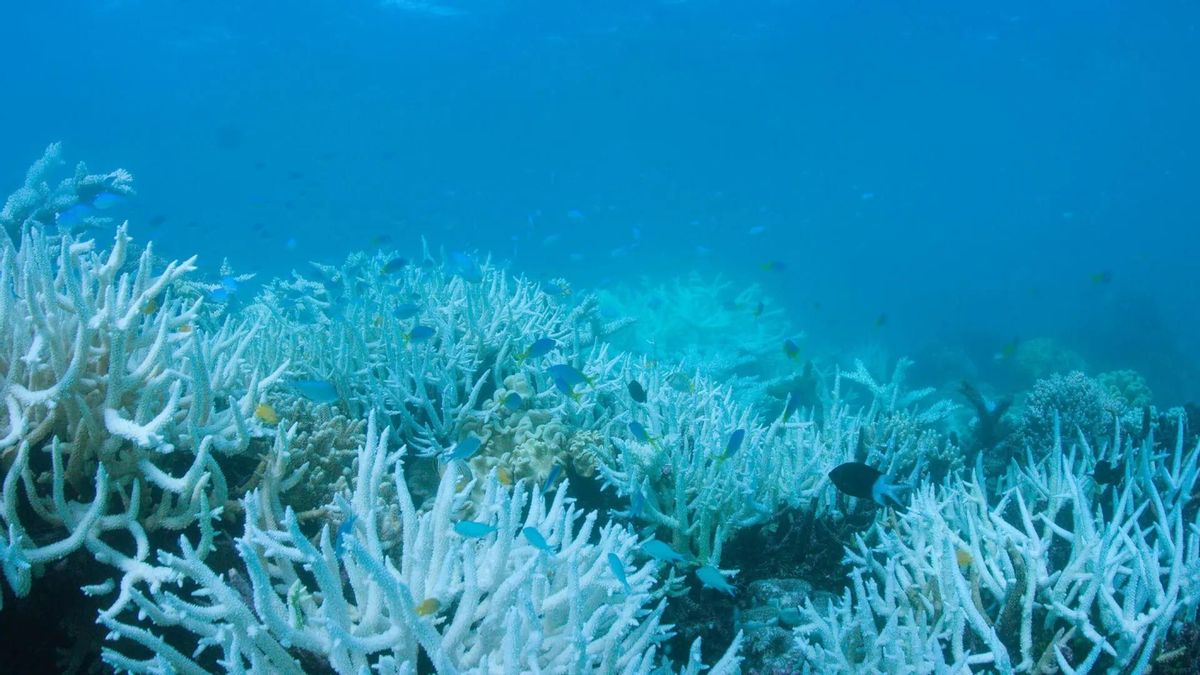 Blanqueamiento de corales en la gran barrera de coral australiana.