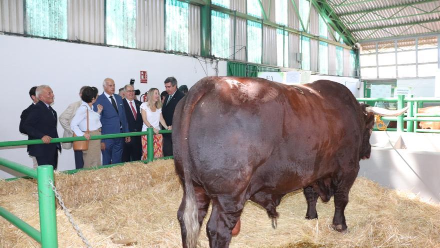 La feria de Zafra solicita ayudas para rediseñar el certamen sin abandonar el núcleo ganadero