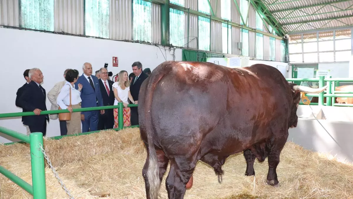 La feria de Zafra solicita ayudas para rediseñar el certamen sin abandonar el núcleo ganadero