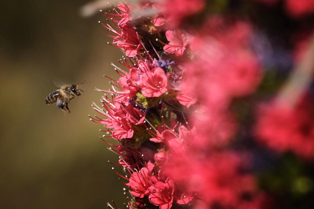 Tajinastes en flor en el Teide