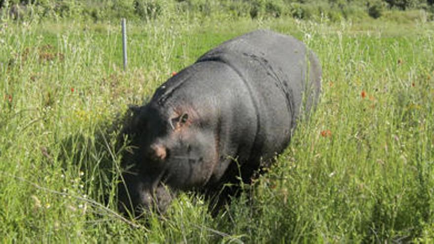El hipopótamo «Pipo» se entretiene pastando en la fértil campiña de Quiruelas de Vidriales mientras la circulación en la autovía se restablecía.