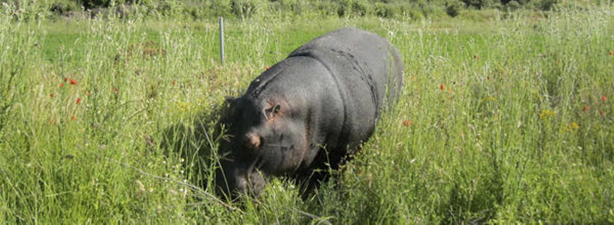 El hipopótamo «Pipo» se entretiene pastando en la fértil campiña de Quiruelas de Vidriales mientras la circulación en la autovía se restablecía.