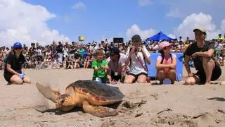 El CRAM libera cuatro tortugas marinas con una multitudinaria fiesta familiar en la playa del Prat