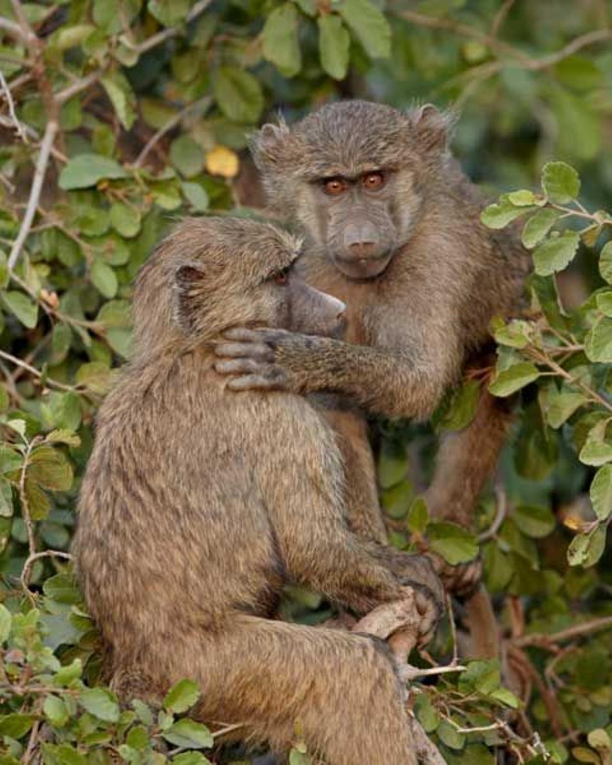 Dos babuinos jóvenes en el Parque Nacional del Serengeti en Tanzania.