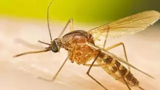 Extremadura vigilará el virus del Nilo con trampas para mosquitos en 11 puntos de la región
