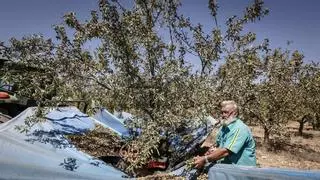 Castellón producirá 2.030 toneladas de almendras, pero teme el impacto de la alfombra roja de Bruselas a EEUU