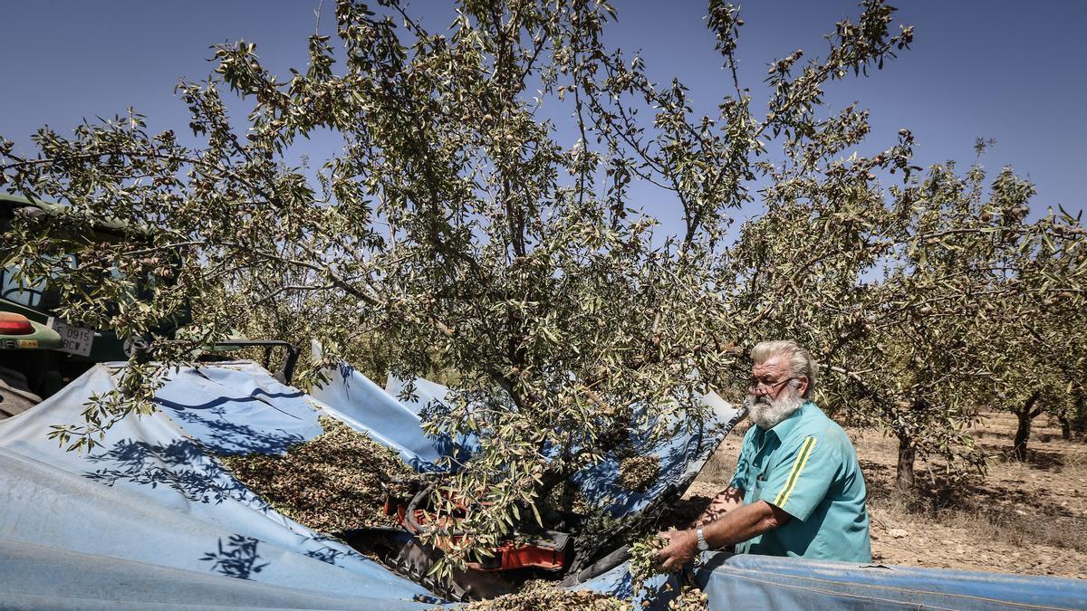 Un agricultor recoge almendras en su finca agrícola.