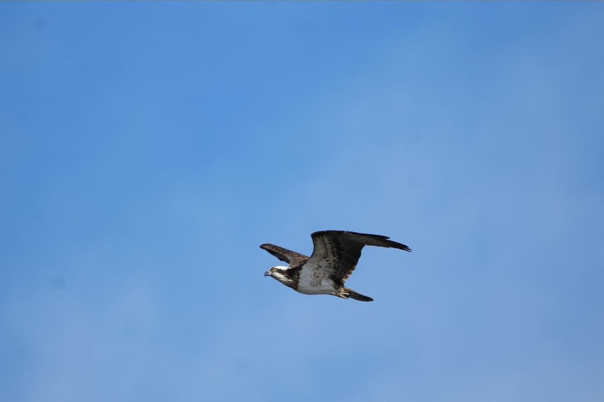 Águila pescadora.