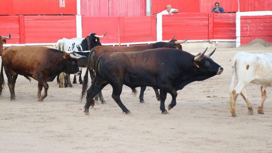 Atractivo cartel para la corrida mixta del domingo en Inca