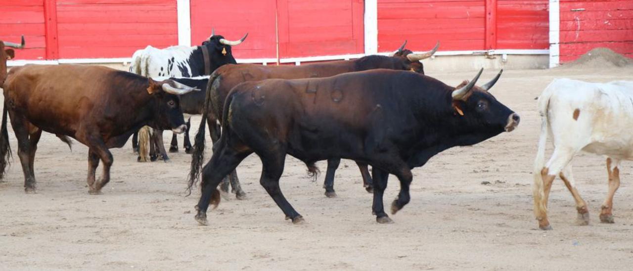 Parte de las reses a lidiar junto a la parada de cabestros.