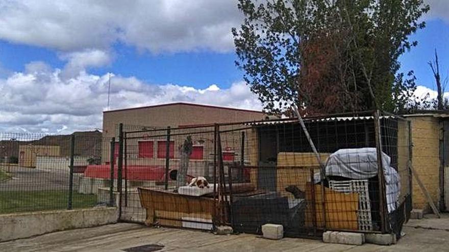 Instalaciones del centro de recogida de animales en la ciudad, en las que permanecen los dos perros que esperan una acogida temporal.