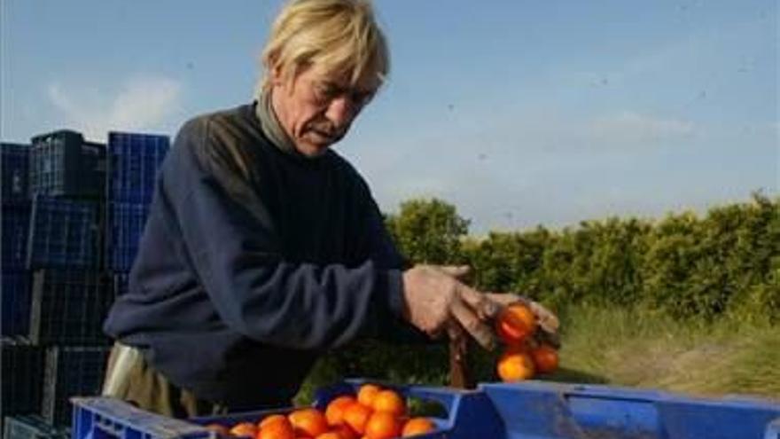 Las naranjas de Marruecos pueden tener restos de 1.000 fitosanitarios